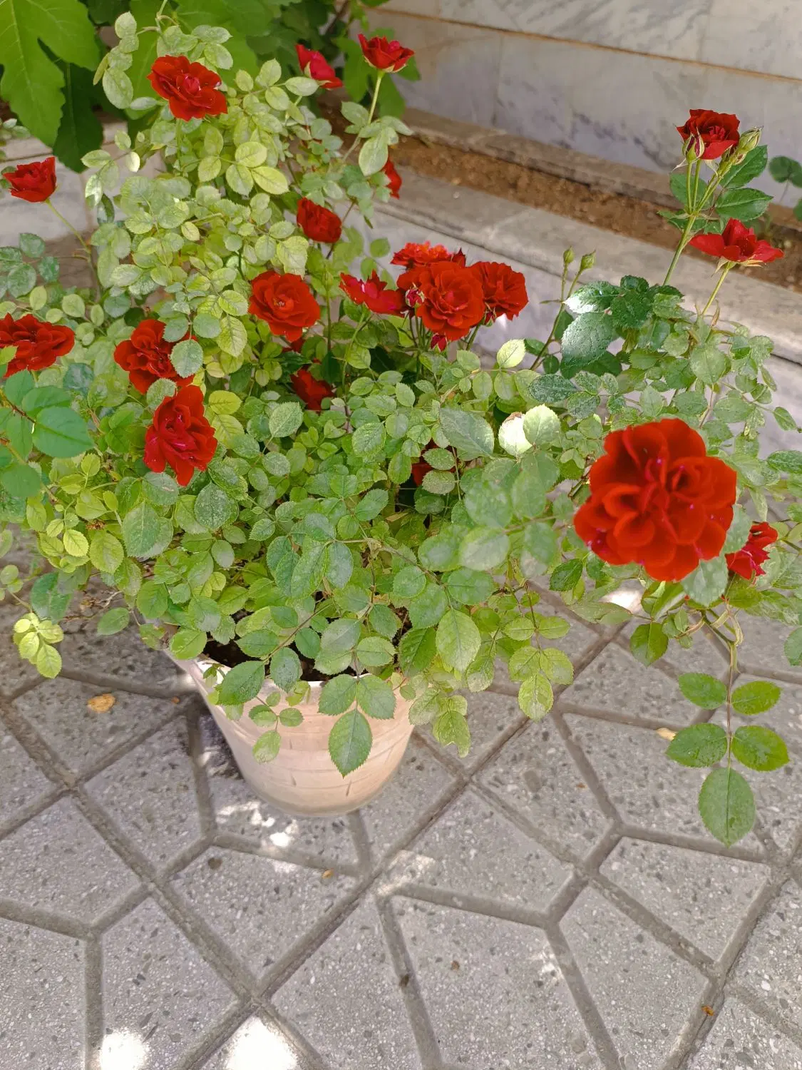 گل و گیاه|گل و گیاه طبیعی|سنندج, |دیوار