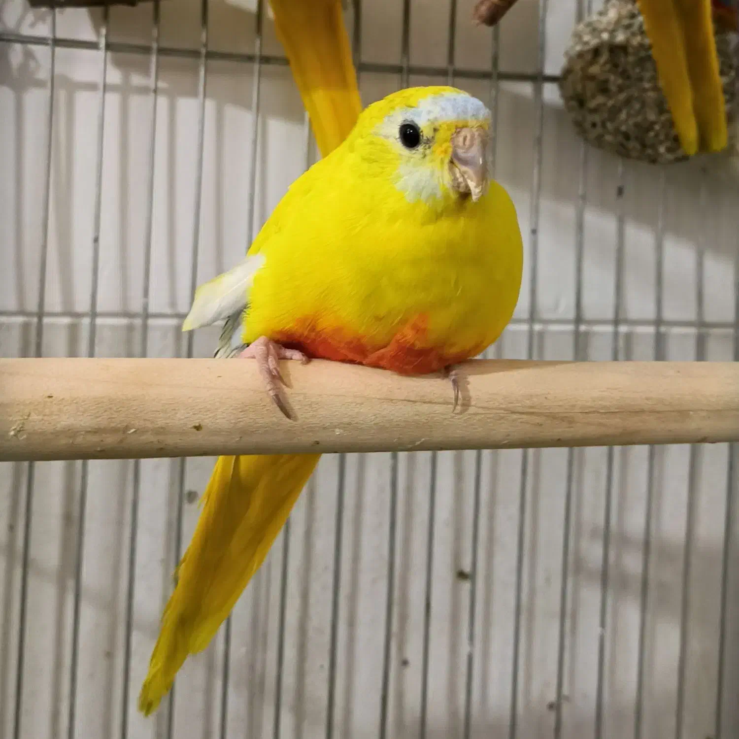 طوطی نئوفما|پرنده|یزد, |دیوار