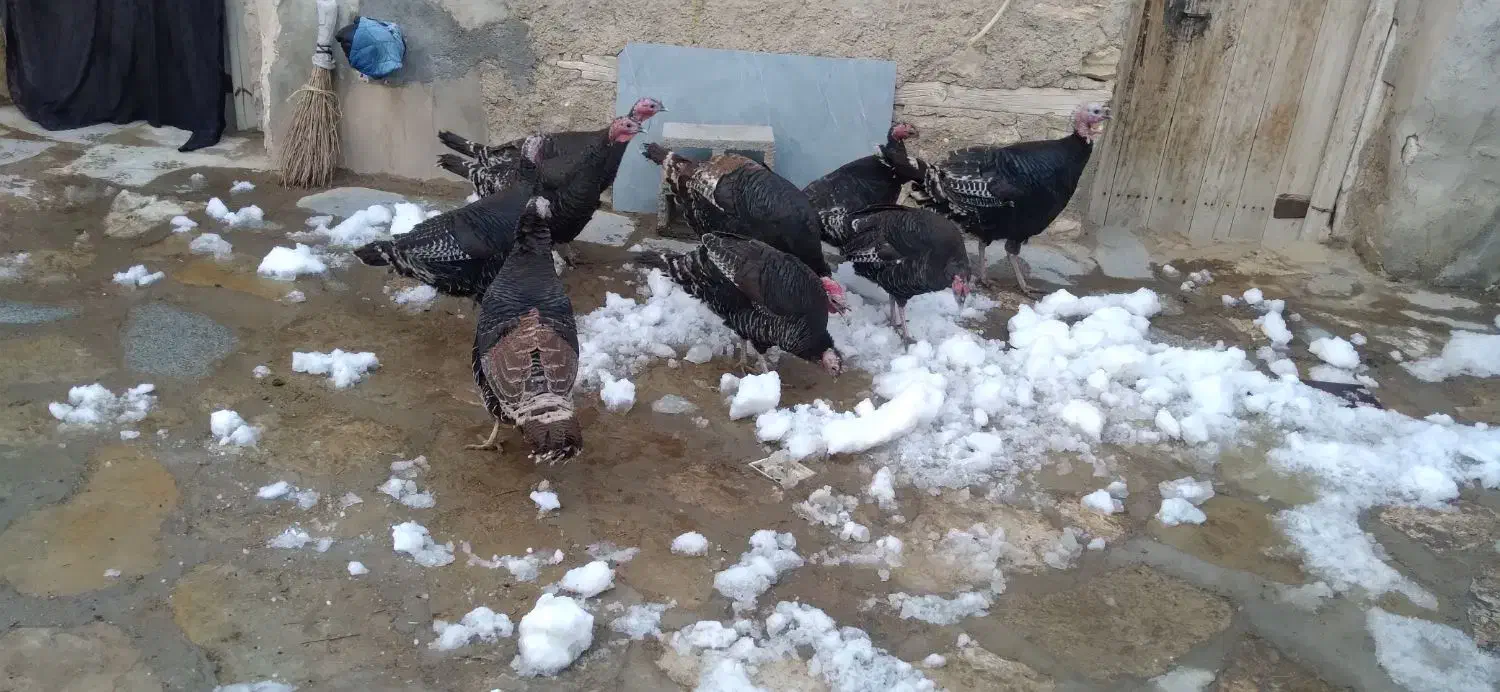 یدونه یک میلیون ونیم|حیوانات مزرعه|دیواندره, |دیوار