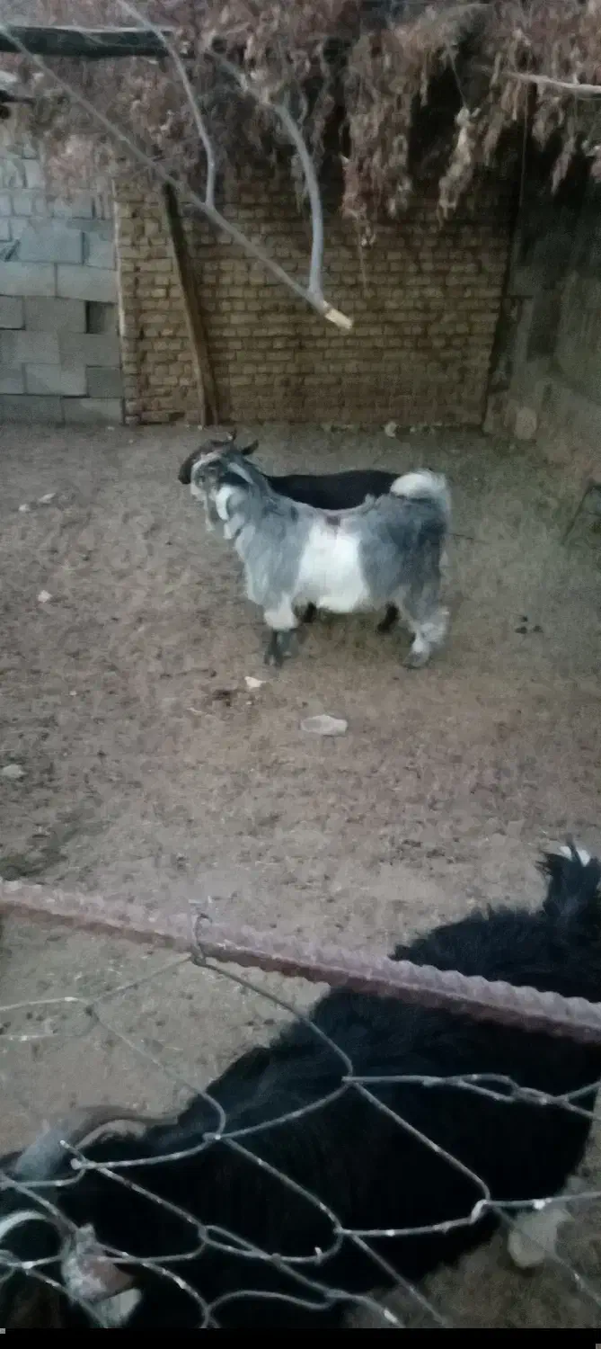 بزغاله|حیوانات مزرعه|اردل, |دیوار