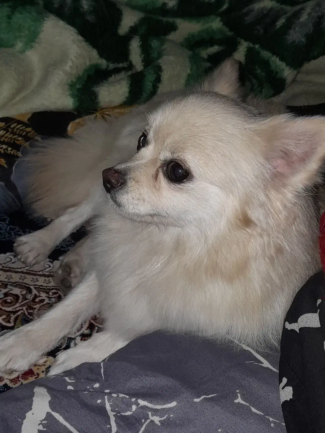 سگ پامر ۱ ساله|سگ|چهاردانگه (تهران), |دیوار