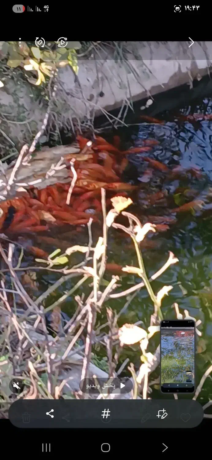 ماهی شب عید|ماهی|مشگین شهر, |دیوار