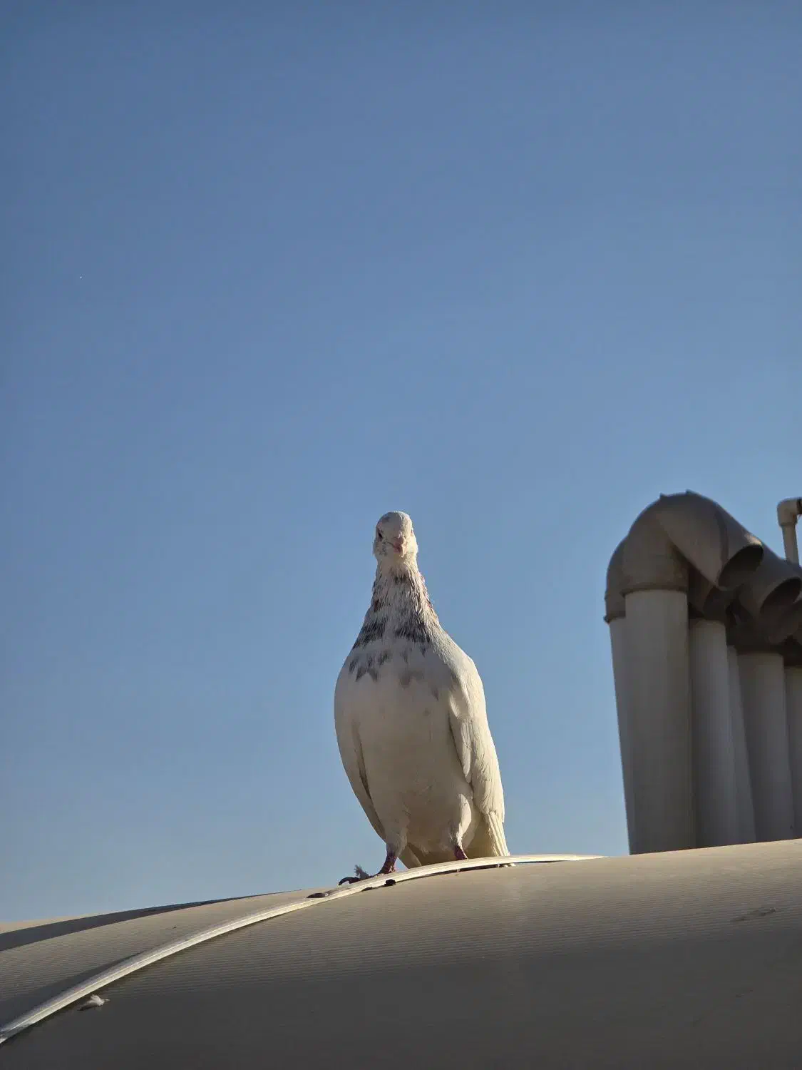 کبوتر|پرنده|مشهد, هفت تیر (حافظ)|دیوار