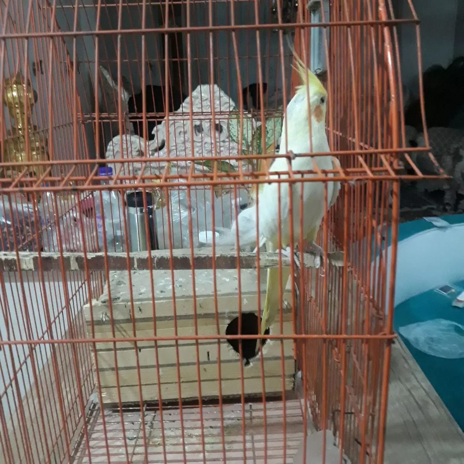 یک جفت طوطی عروس لوتینو مولد|پرنده|کرج, شهرک خاتم النبیا|دیوار