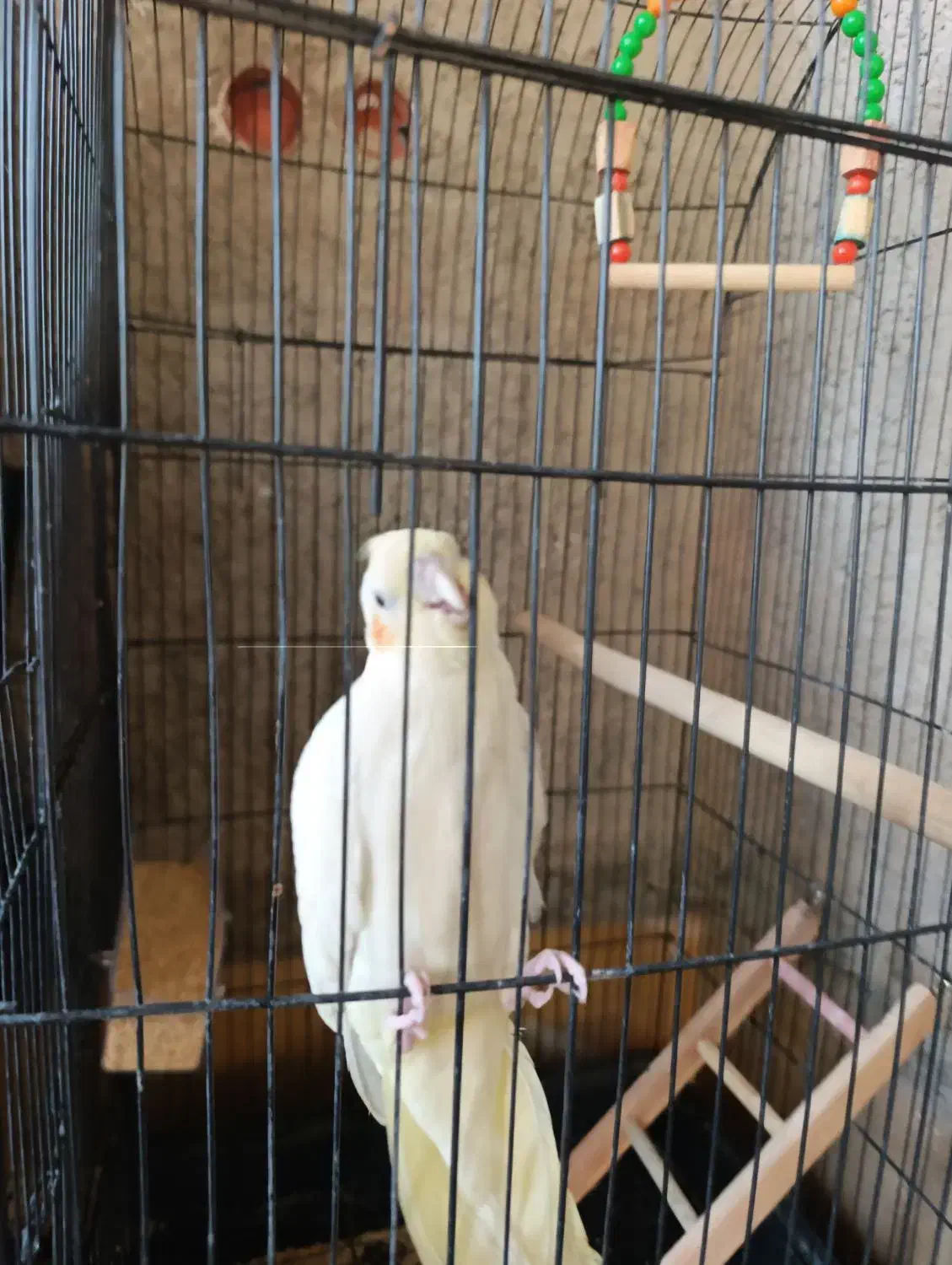 عروس هلندی|پرنده|جنت, |دیوار