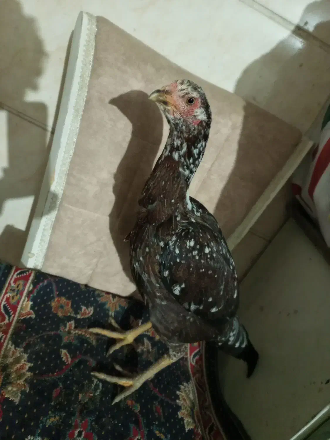 مرغ و خروس لاری|حیوانات مزرعه|ماهدشت, |دیوار