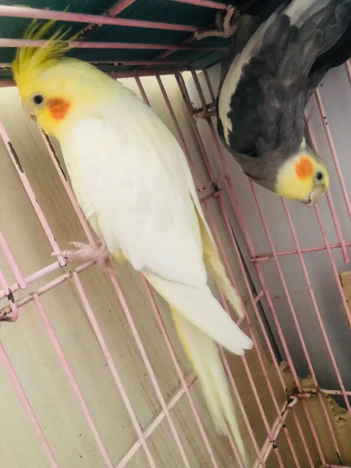 عروس هلندی|پرنده|اصفهان, دشتستان|دیوار