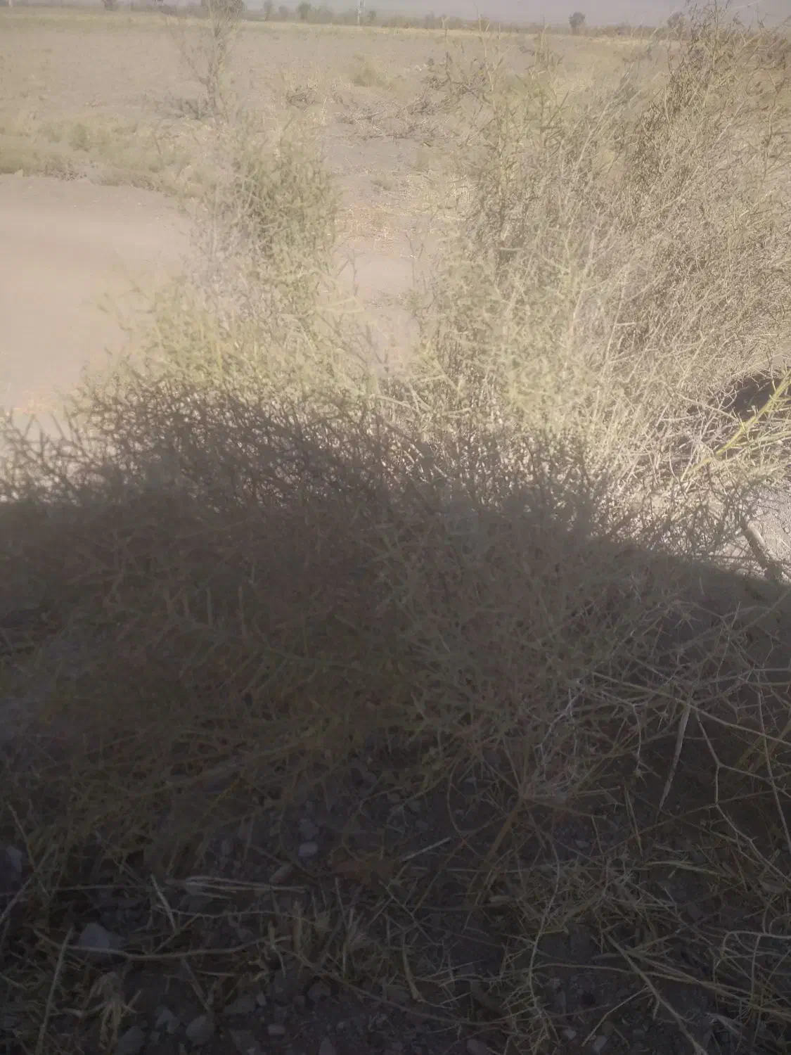 سلام کاه خار وشوره برای دامداری مناسب کیو ۱۱|عمدهفروشی|نیشابور, مازول|دیوار