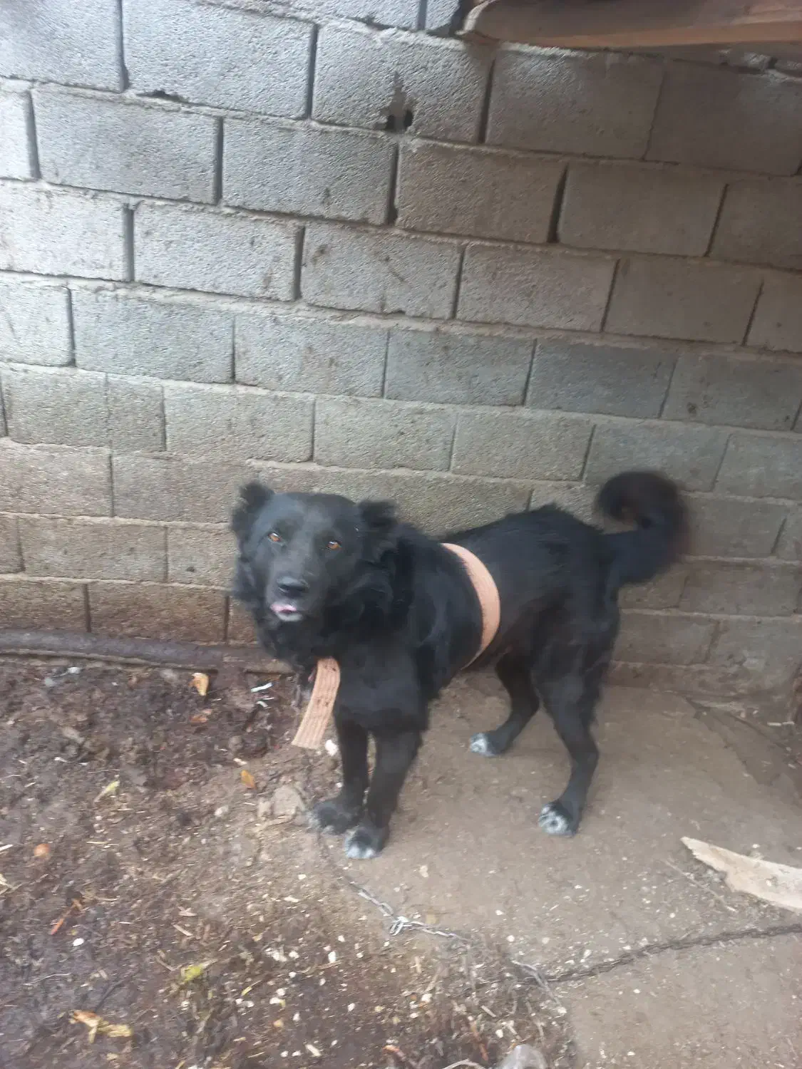 سگ گده جانی|سگ|بناب, |دیوار