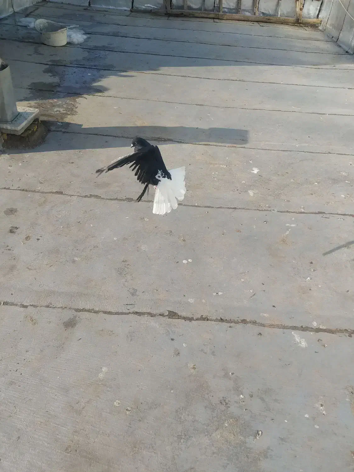 کبوتر|پرنده|همدان, |دیوار