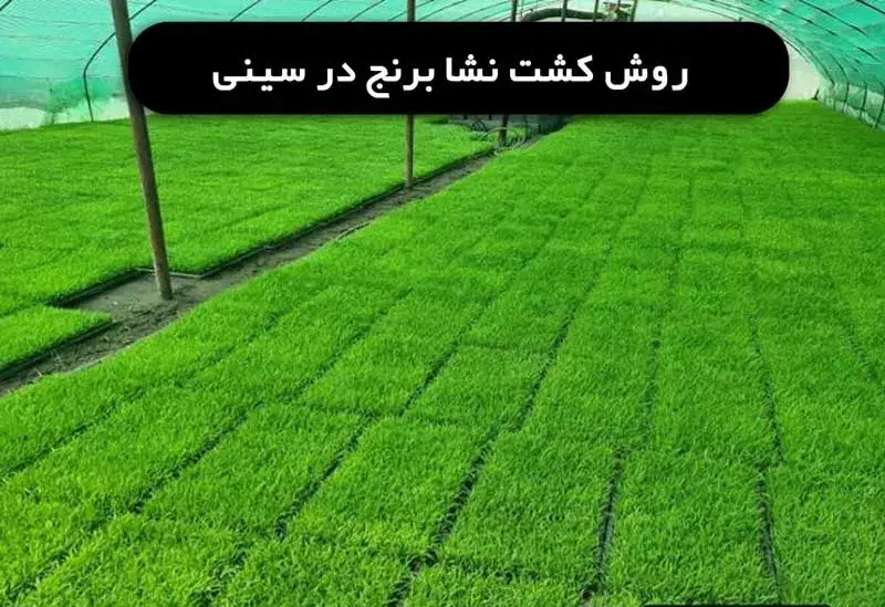 فروش سینی نشا|خدمات باغبانی و درختکاری|میانه, |دیوار