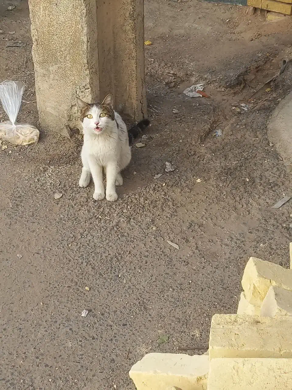 گربه گم شده|گربه|یزد, |دیوار