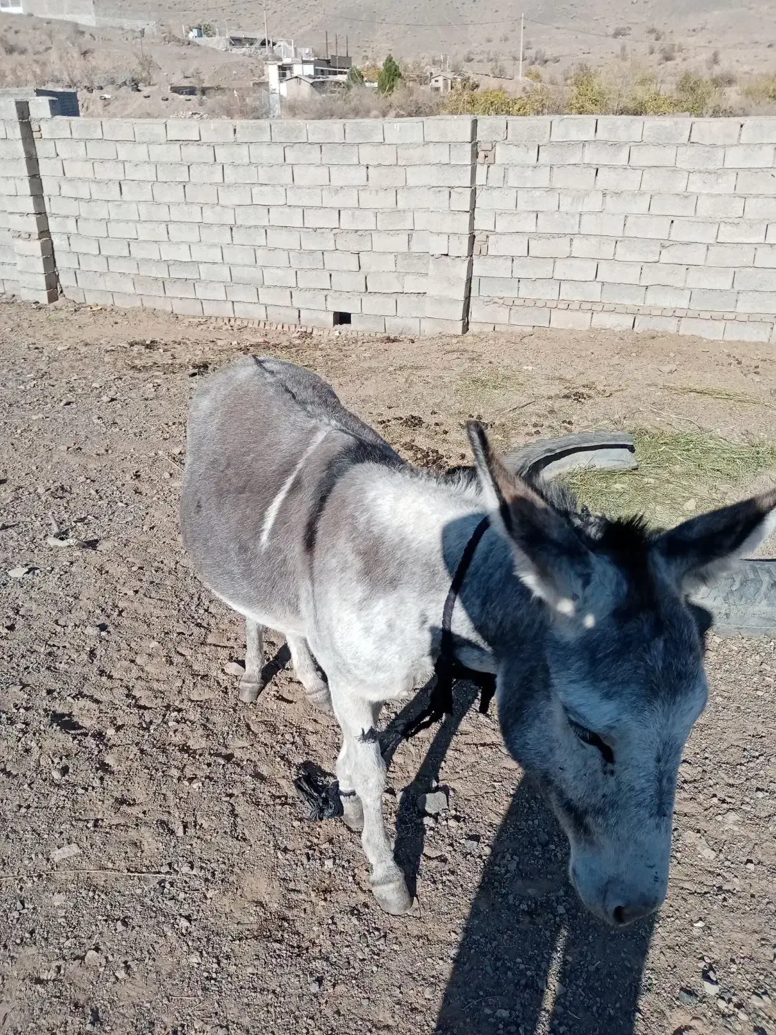 خر.|حیوانات مزرعه|سبزوار, پیروزی|دیوار