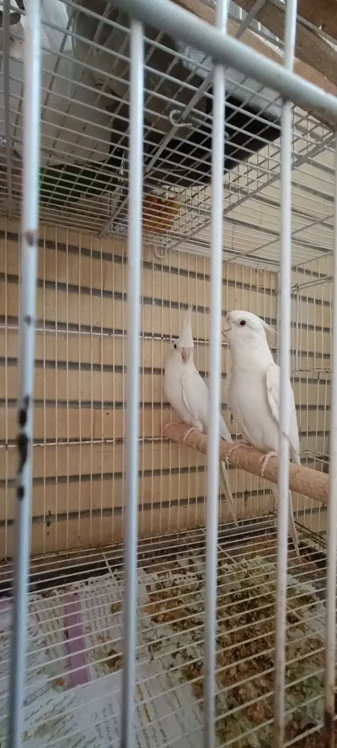 عروس هلندی مولد|پرنده|چابهار, |دیوار