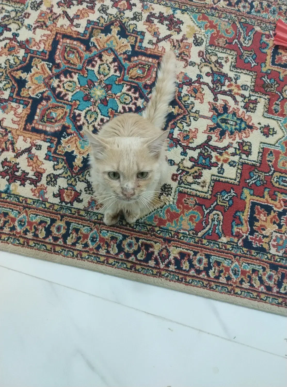 گربه|گربه|گنبد کاووس, |دیوار