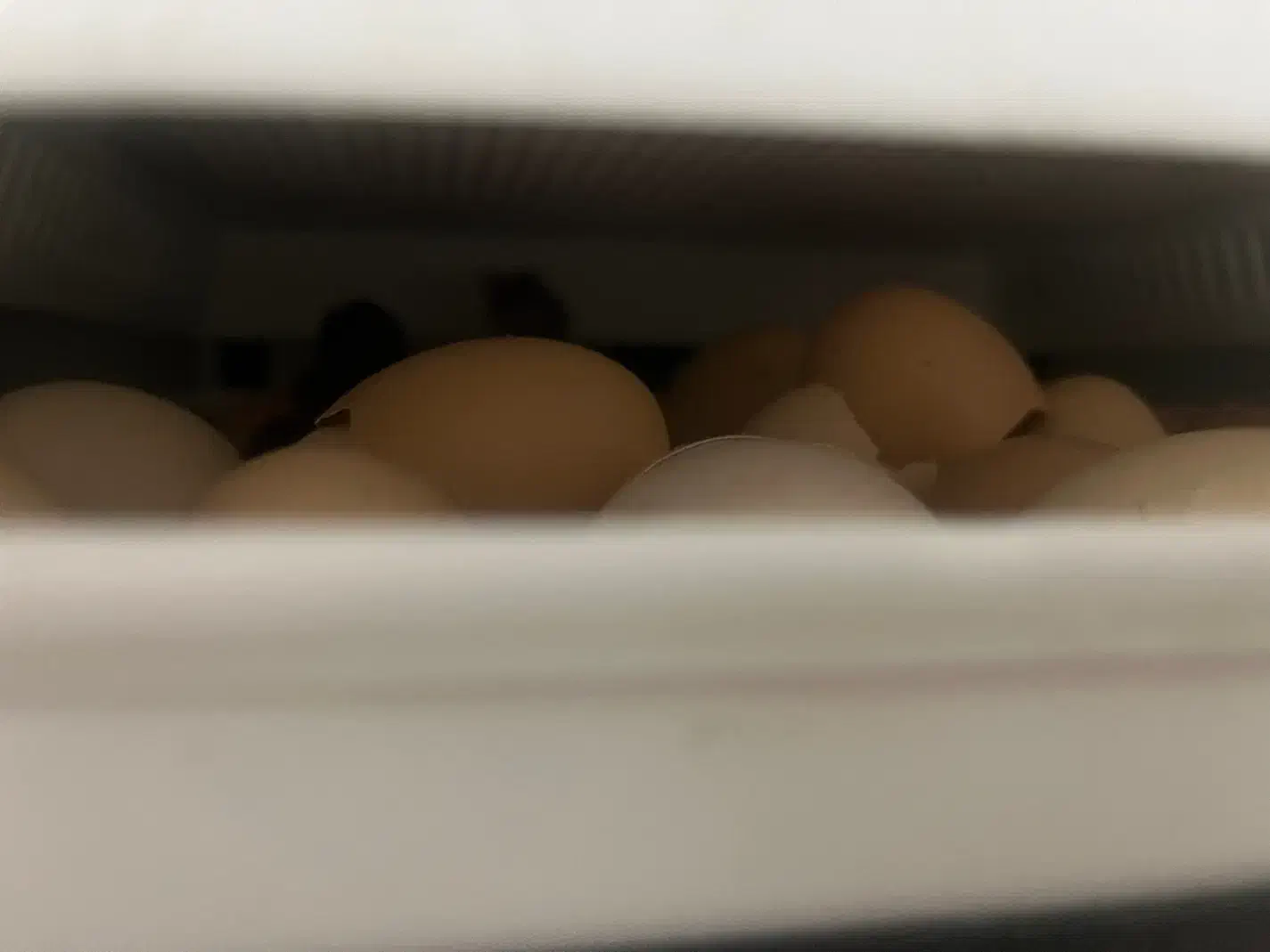 جوجه مرغ و خروس|حیوانات مزرعه|رحیمآباد, |دیوار