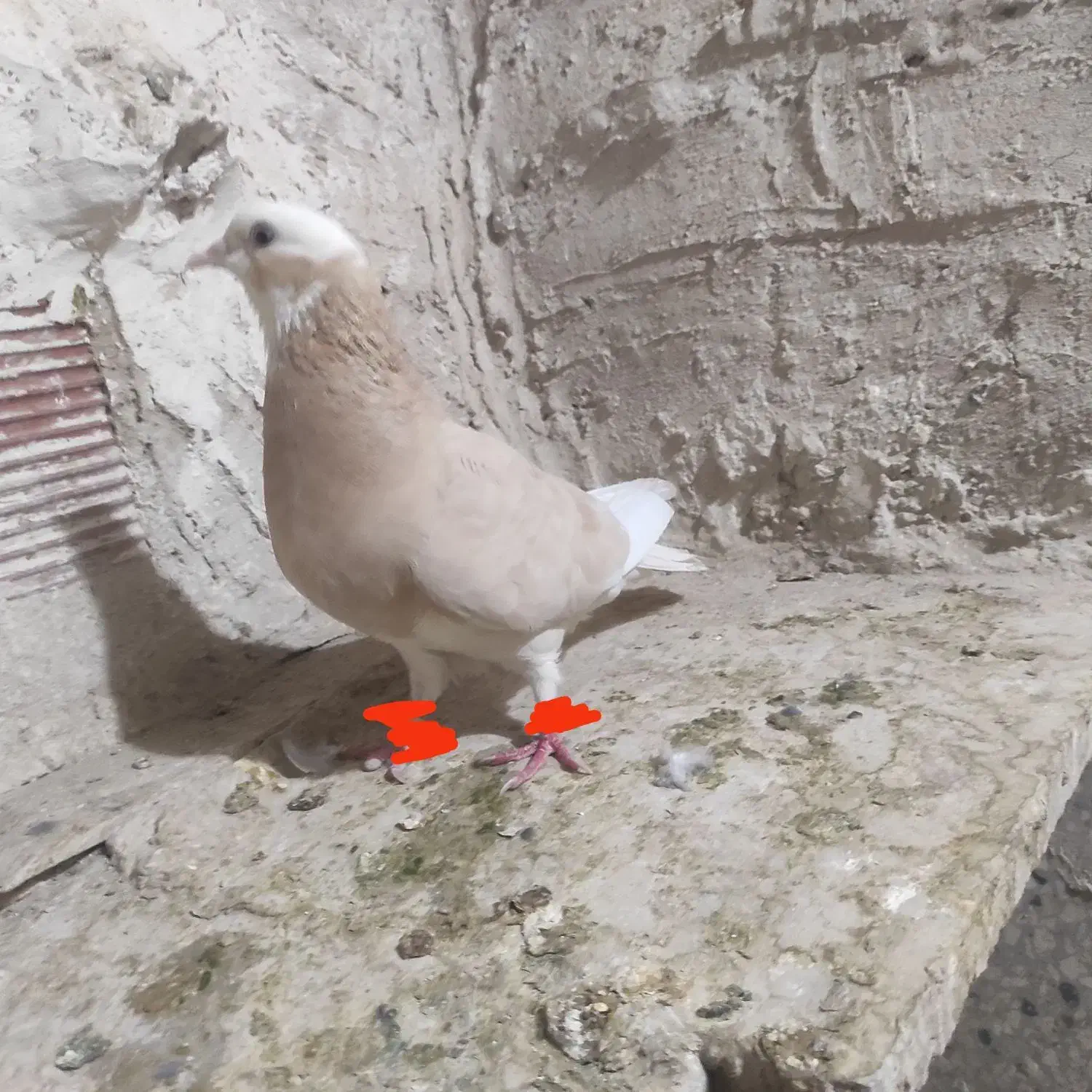 کفتر شازده زرد نقاشی|پرنده|کرباسک, |دیوار