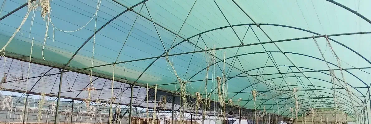 گلخانه|عمده‌فروشی|سبزوار, ابارش|دیوار