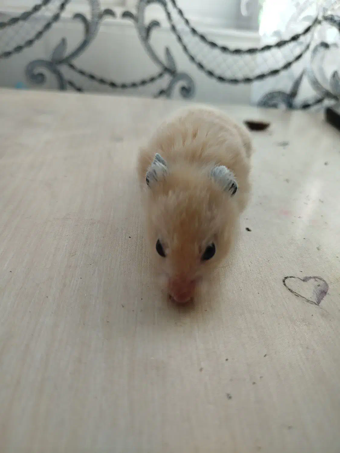 حیوانات|موش و خرگوش|قوچان, |دیوار