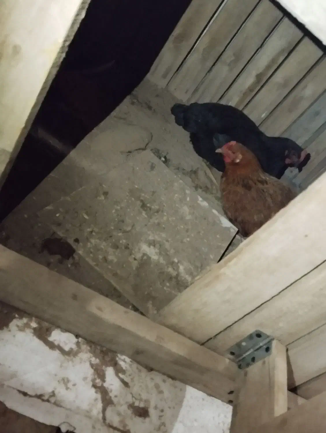 مرغ|حیوانات مزرعه|بیرجند, |دیوار