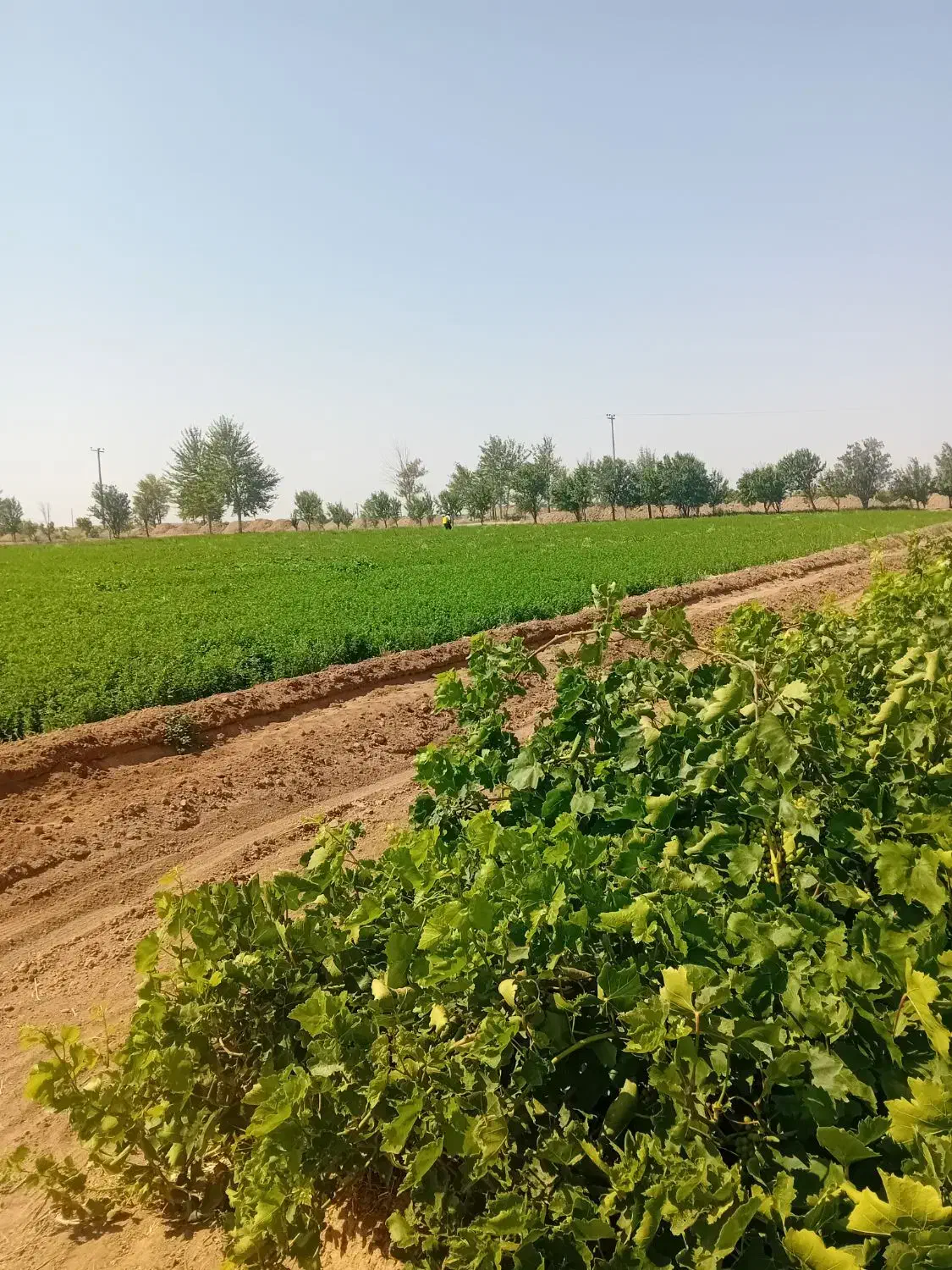 اجاره زمین کشاورزی|اجارهٔ دفتر صنعتی، کشاورزی، تجاری|دشتابی, |دیوار