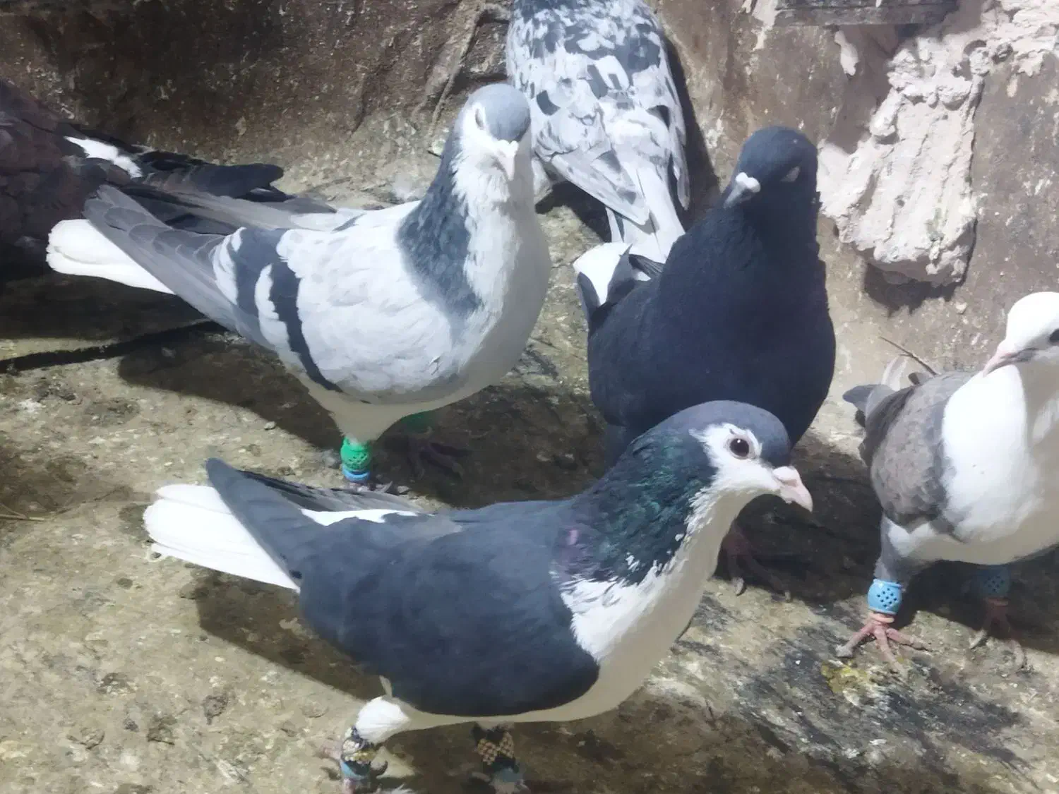 کبوتر پرش|پرنده|نیشابور, فرح بخش|دیوار