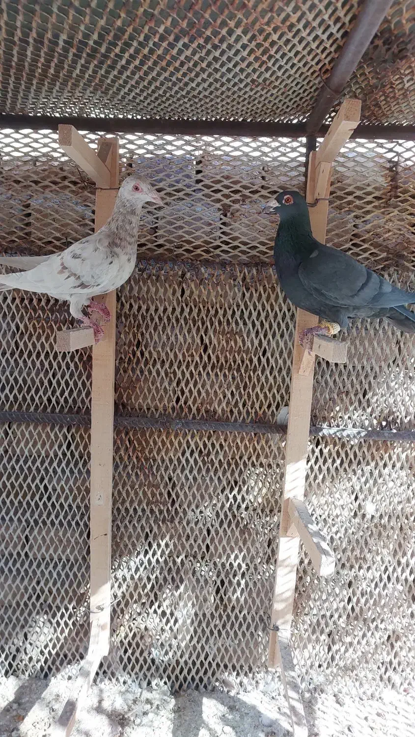 یک جفت کفتر کارخانه|پرنده|قزوین, |دیوار