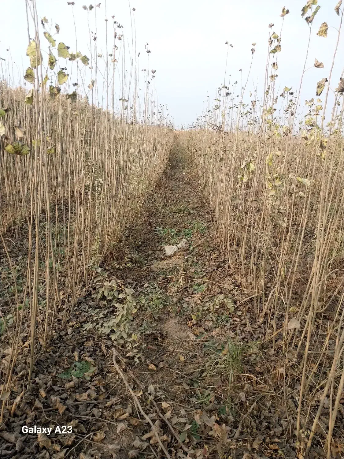 نهال صنوبر نیگرا|خدمات باغبانی و درختکاری|قشلاق دشت, |دیوار