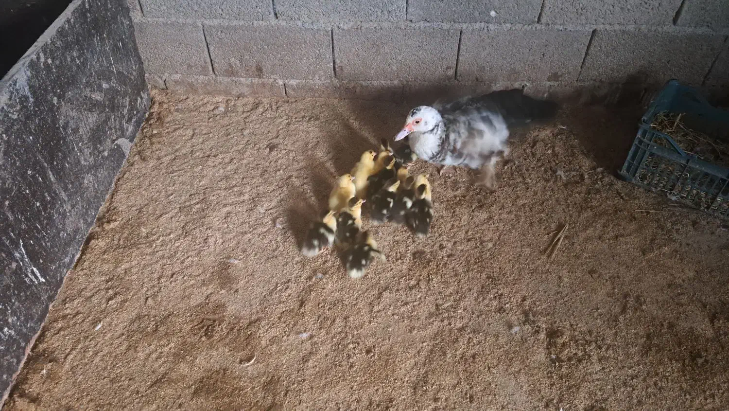 جوجه اردک به همراه مادر|حیوانات مزرعه|آمل, |دیوار