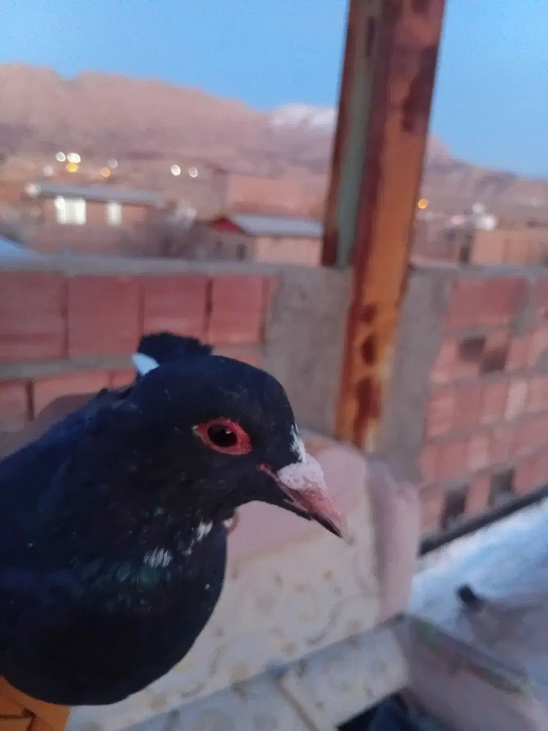 کبوتر نر|پرنده|چترود, |دیوار