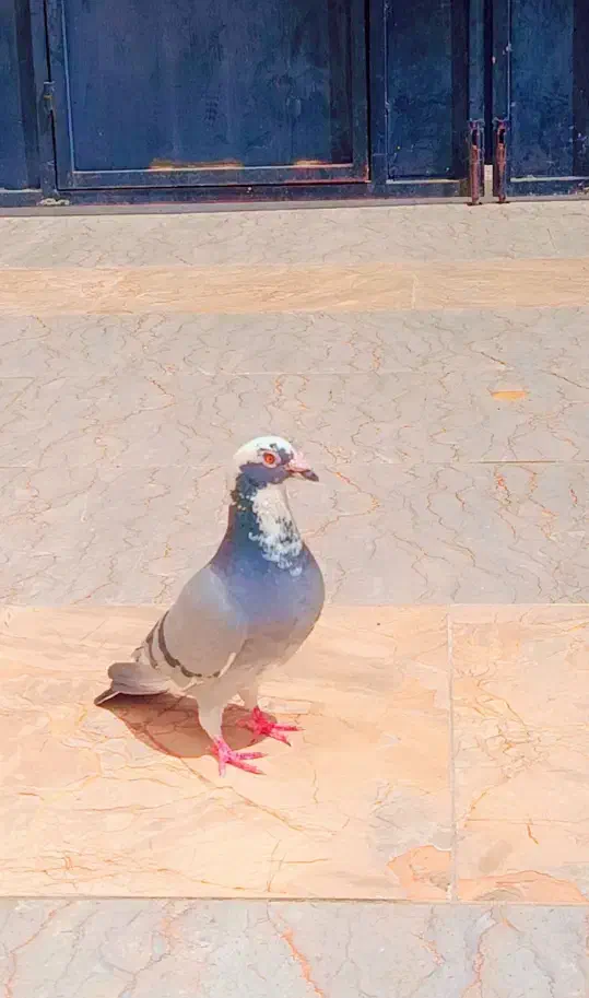 15000000|پرنده|تهران, چیتگر جنوبی|دیوار