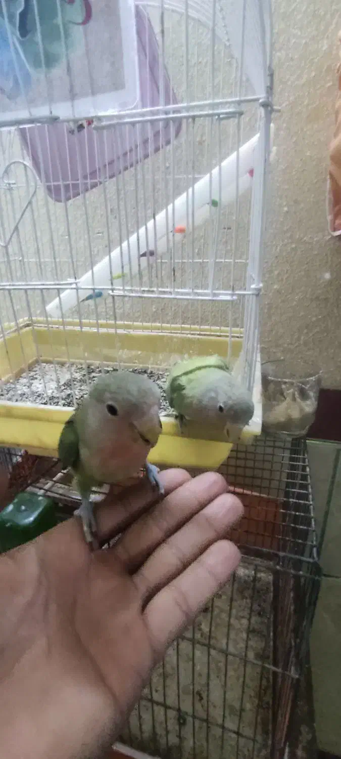 کوتوله|پرنده|میبد, |دیوار