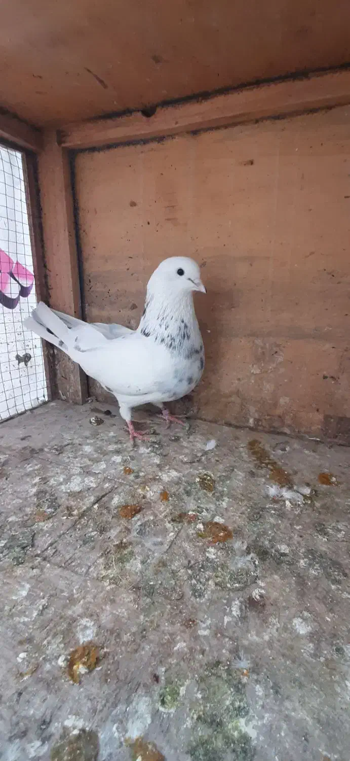 کبوتر|پرنده|تهران, شهرک رضویه|دیوار