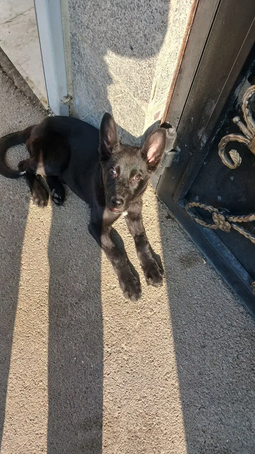 توله ژرمن ورک|سگ|تبریز, |دیوار