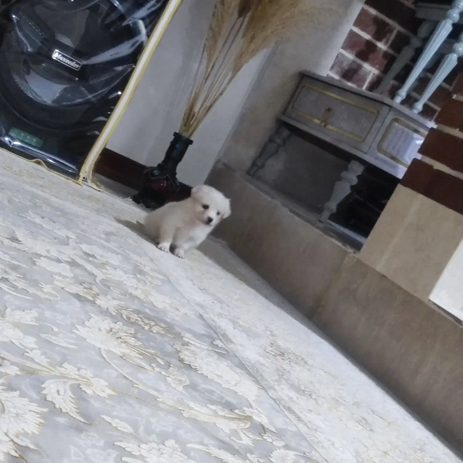 مینیاتوری جیبی|سگ|قم, نیروگاه|دیوار