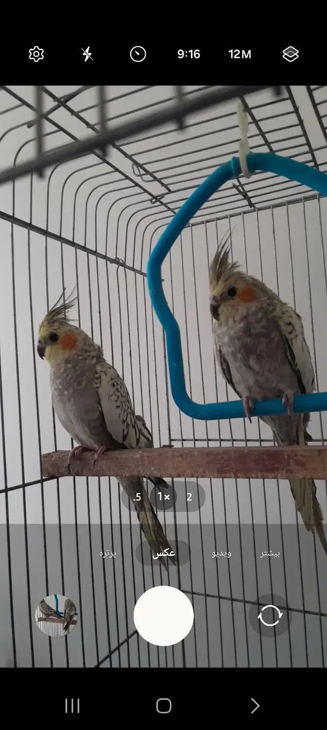 دو عدد عروس هلندی|پرنده|پاکدشت, پاکدشت (مامازند)|دیوار