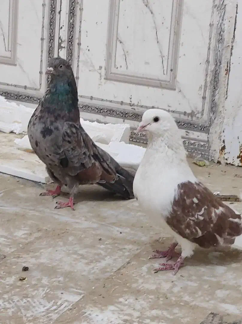 کبوتر ملاقی|پرنده|زهک, |دیوار