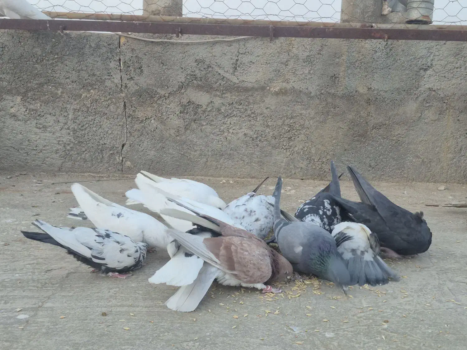 13 عدد پرشی|پرنده|یزد, |دیوار