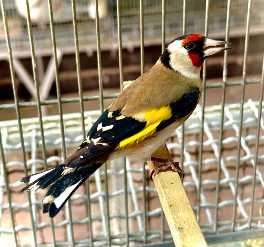 سهره|پرنده|قزوین, |دیوار