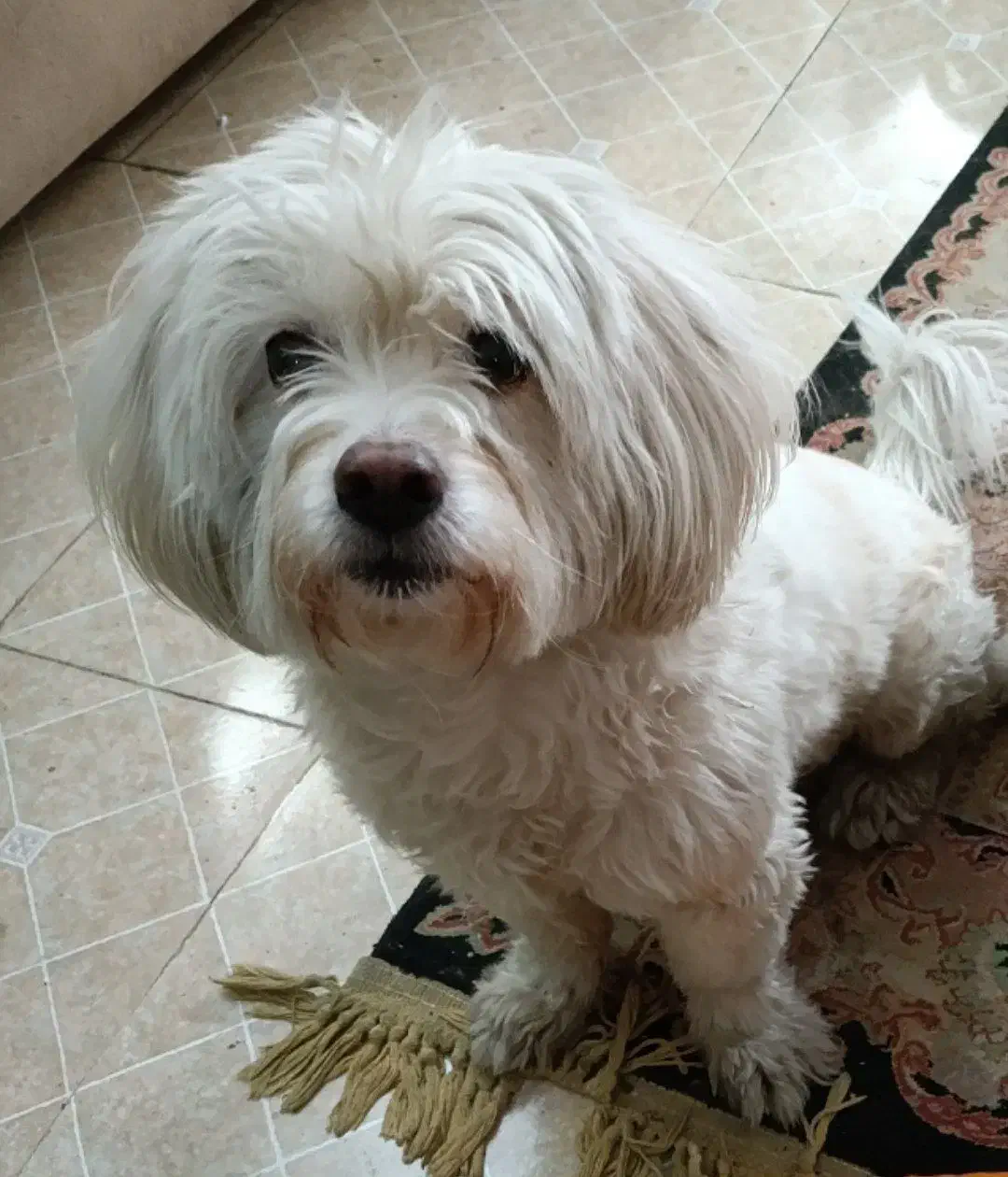 سگ گمشده|حیوانات|تهران, جوادیه|دیوار