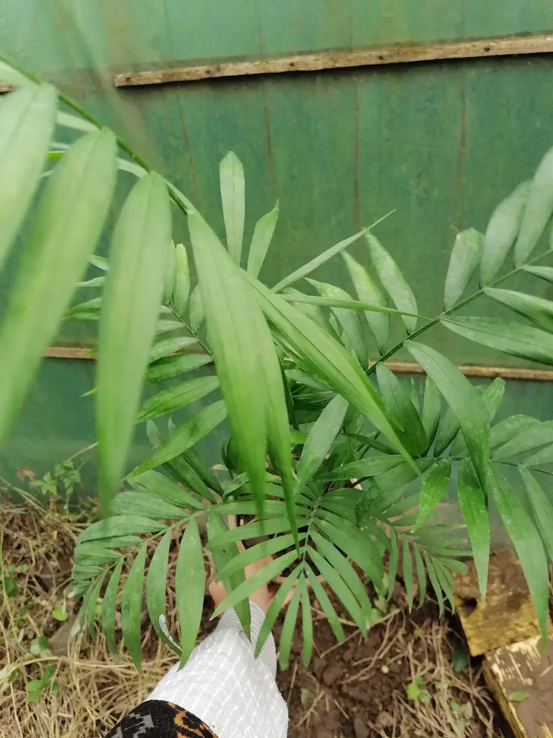 شامادورا|گل و گیاه طبیعی|آستارا, |دیوار