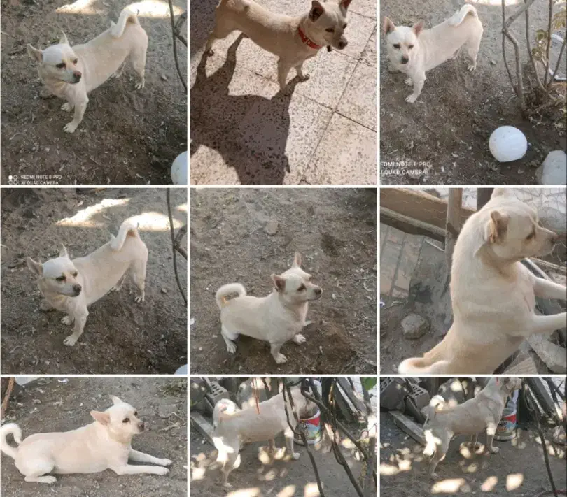 سگ نر پاکوتاه نژادشیومی|سگ|زرند, |دیوار