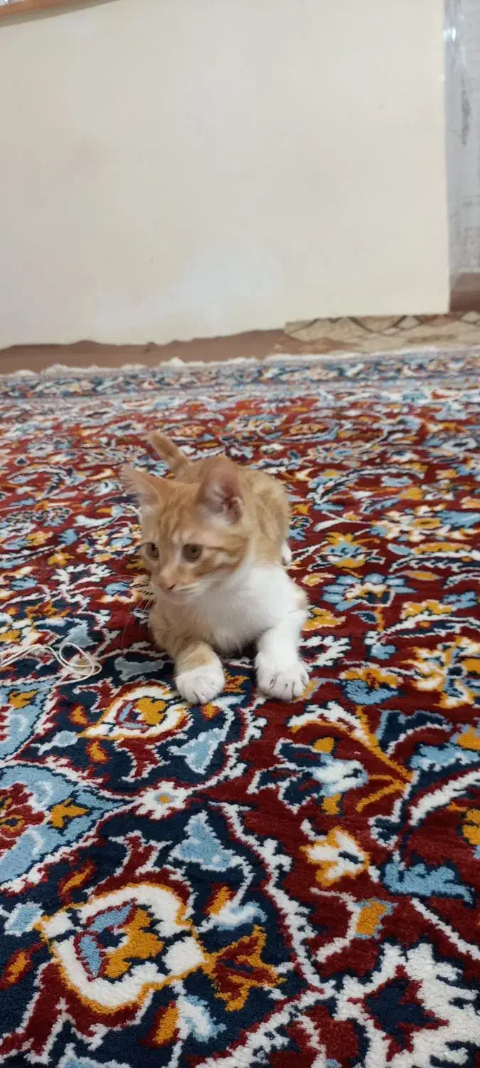 گربه چهار ماهه پسر|گربه|اردبیل, |دیوار