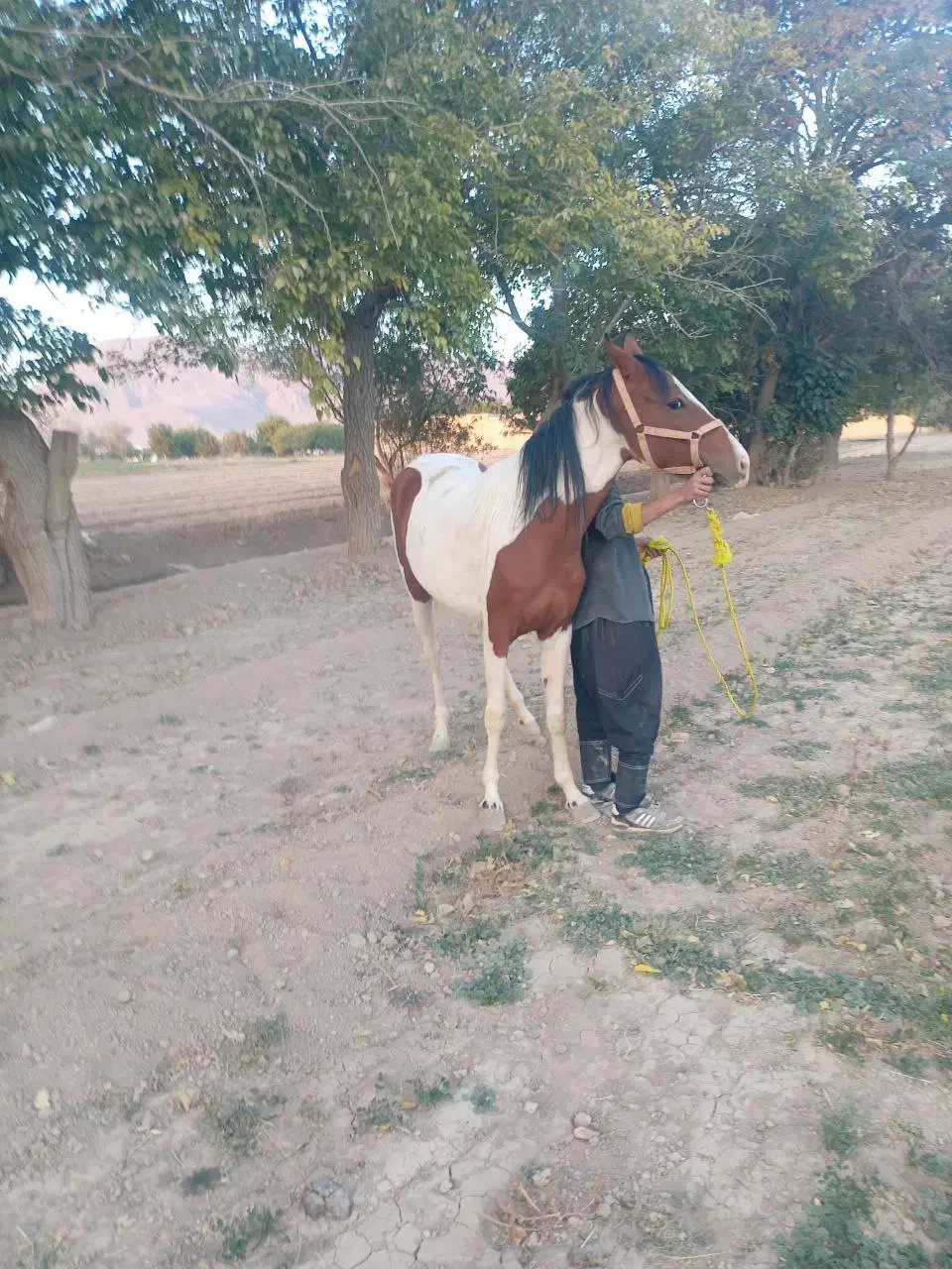 اسب|اسب و تجهیزات اسبسواری|تیران, |دیوار