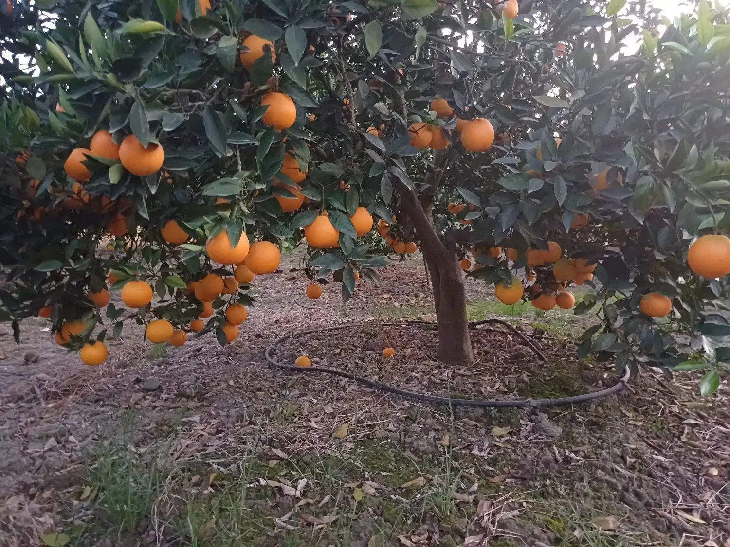 فروش تامسون درجه یک|عمدهفروشی|ساری, |دیوار