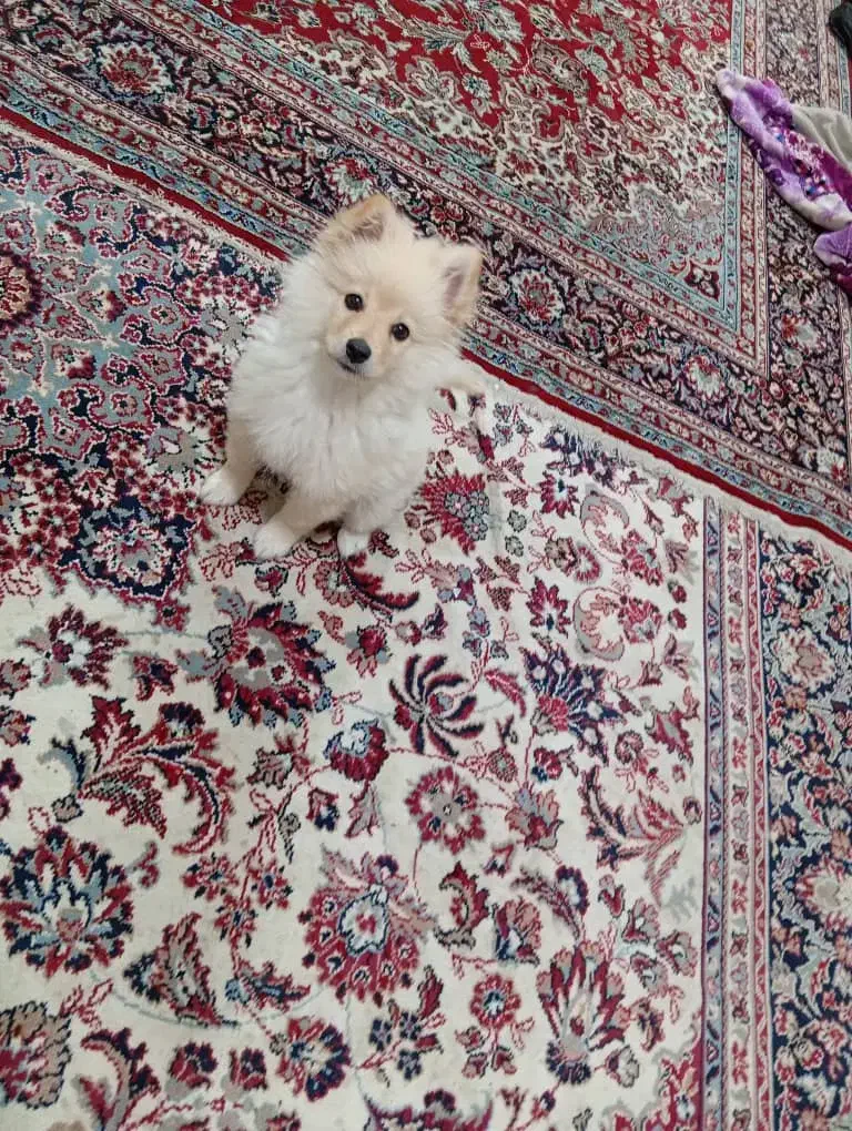 پامر‌.روباهی|سگ|اهواز, لشکرآباد|دیوار