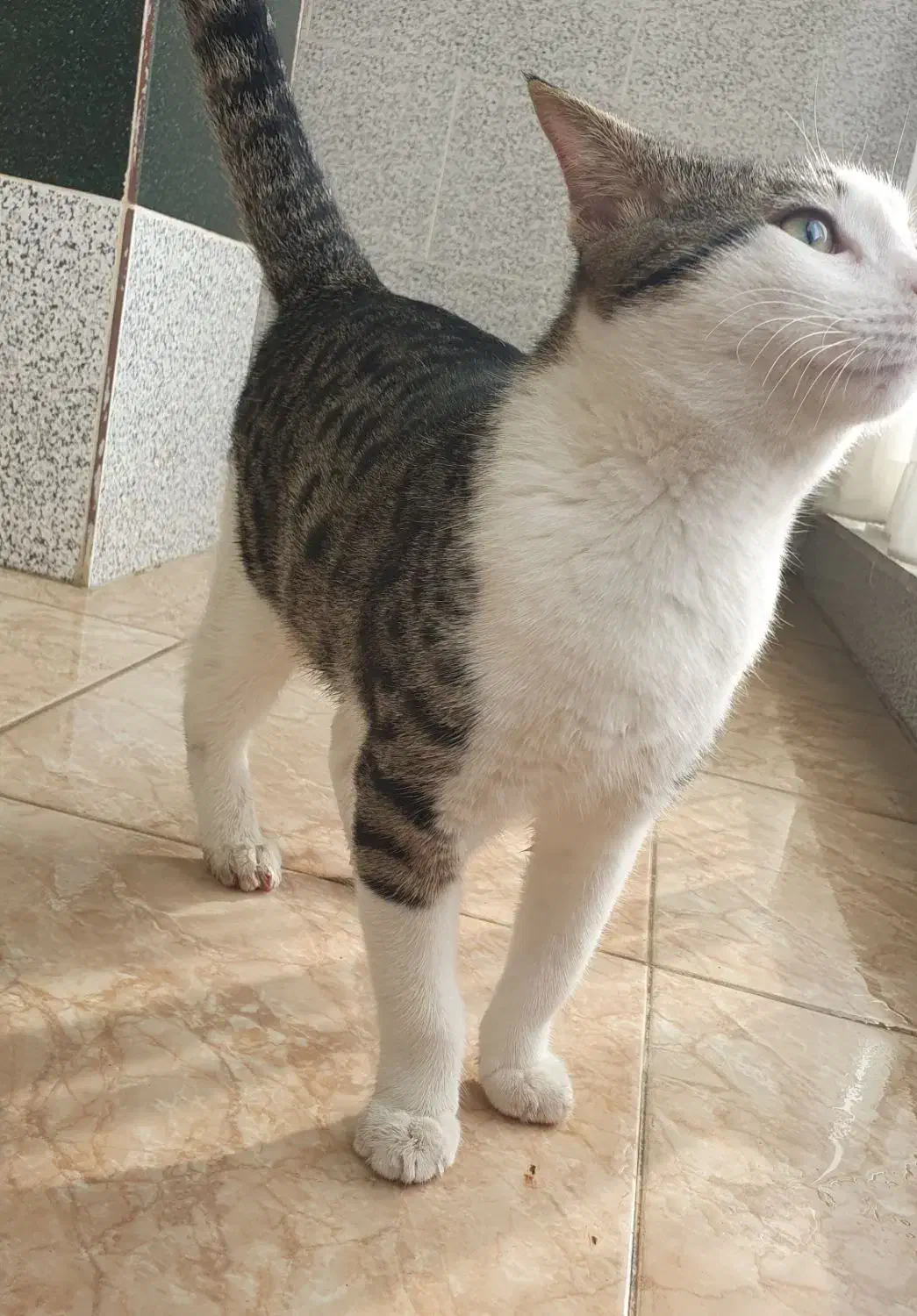 واگذاری گربه زیبا و بازی گوش|گربه|گرگان, |دیوار