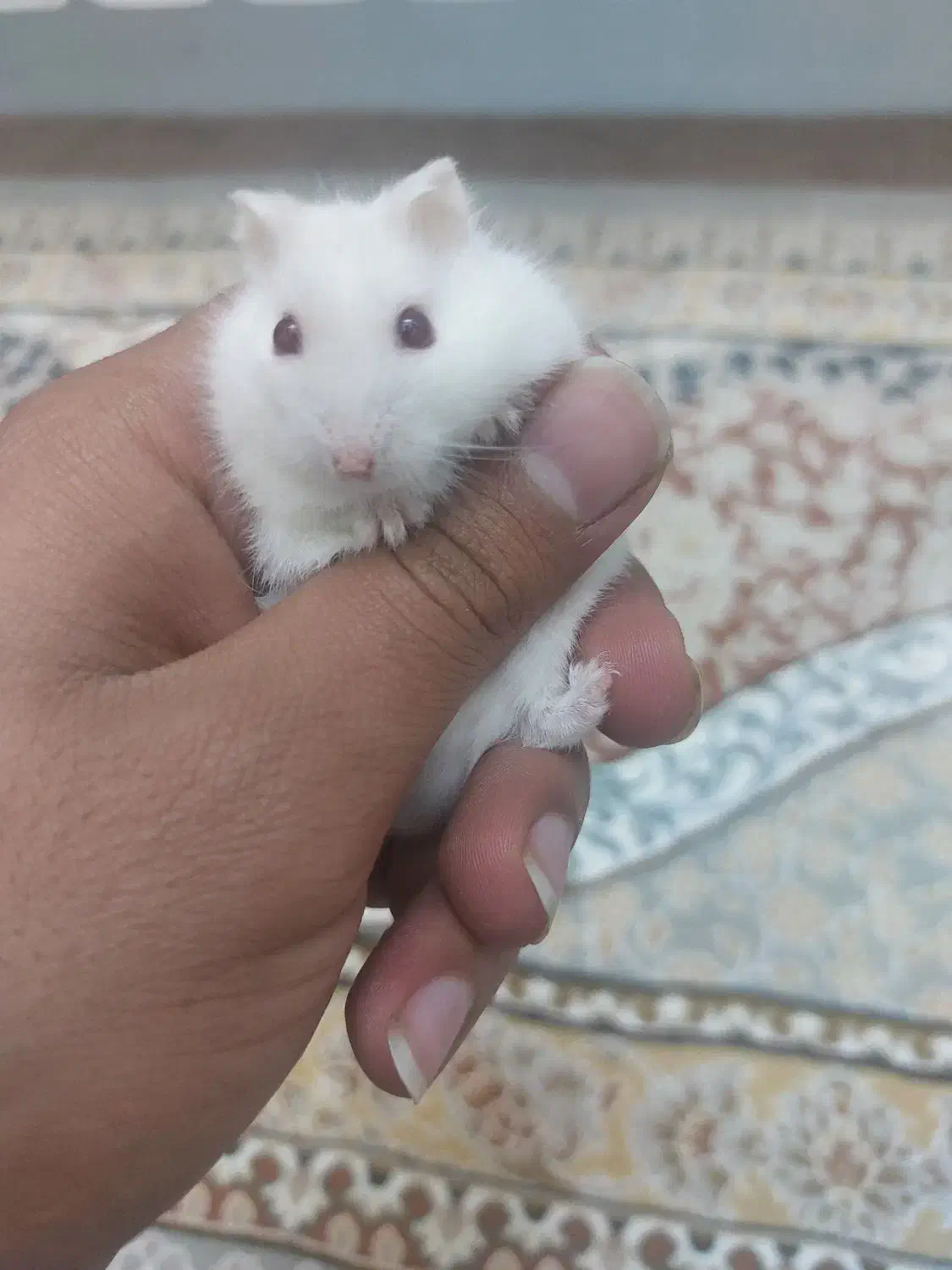 همستر|موش و خرگوش|یزد, |دیوار