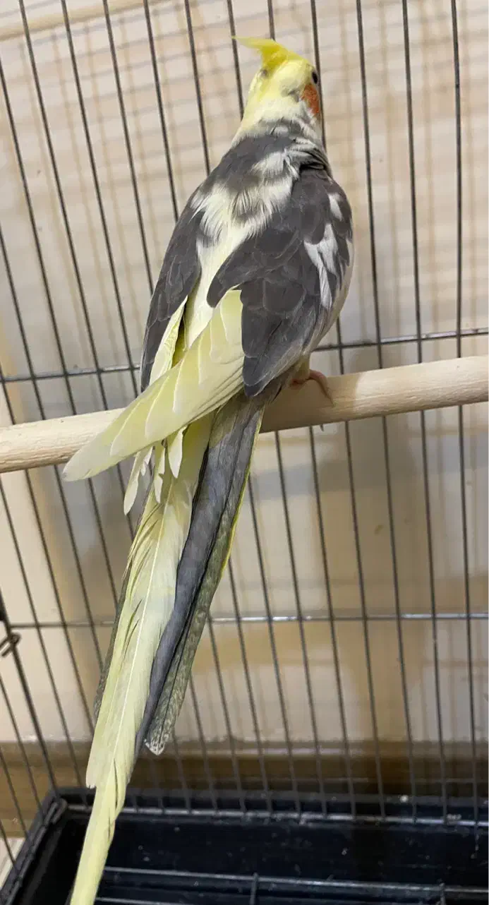 عروس هلندی نر بالغ|پرنده|رباطکریم, رباطکریم|دیوار