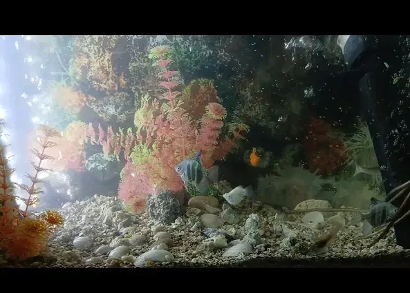 اکواریوم ماهی|ماهی|علیآباد کتول, |دیوار